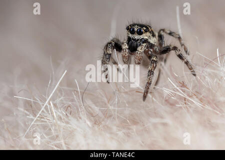 Divertenti piccole spider su una pelliccia sintetica Foto Stock