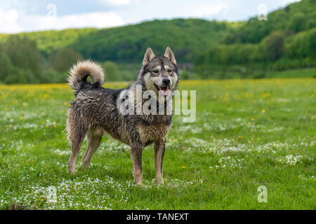 Il cane sta nell'erba con bianco fiori poco dopo la pioggia Foto Stock