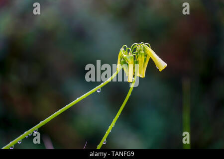 Oxalis pes-caprae (Bermuda buttercup, legno africano-sorrel, Bermuda sorrel, Buttercup oxalis, Cape sorrel, inglese erbaccia di capra, piedi, Sourgrass, Sourso Foto Stock