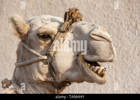Colpo alla testa di un cammello dromedario a Dahab, Egitto. Foto Stock