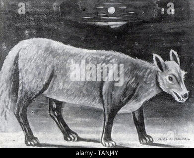 Niko U Pirosmani - jackal Foto Stock