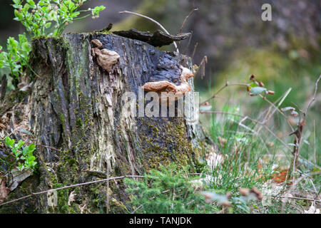 Pilze auf einem Baumstumpf im Waldgebiet der Hohen Acht, mit dem 746,9 metri Hoehe hoechsten Berg der Eifel. Foto Stock