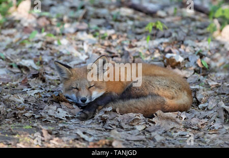 La volpe rossa Vulpes vulpes kit avvolto a ricciolo dormire in foglie in primavera in Canada Foto Stock