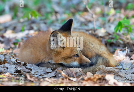 La volpe rossa Vulpes vulpes kit avvolto a ricciolo dormire in foglie in primavera in Canada Foto Stock