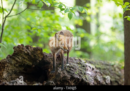 Red Fox (Vulpes vulpes vulpes) camminando sulla sommità di un registro di muschio nel profondo della foresta in primavera in Canada Foto Stock