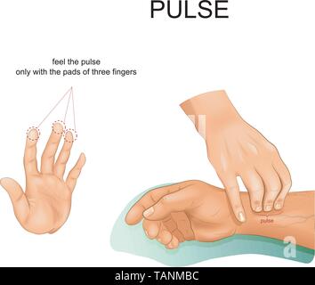 Illustrazione vettoriale di corretta palpazione di impulso Illustrazione Vettoriale