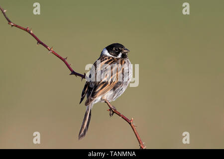 Comune di reed bunting (Emberiza schoeniclus) maschio arroccato su ramoscello Foto Stock