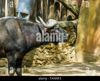 Il viso e collo di bufali, bovini tropicali provenienti da Africa, addomesticati animali di fattoria Foto Stock