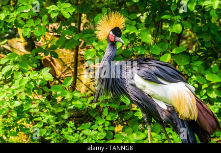 Bella Grey Crowned Crane in primo piano e tropicale di specie di uccelli provenienti dall Africa, specie animali in pericolo Foto Stock