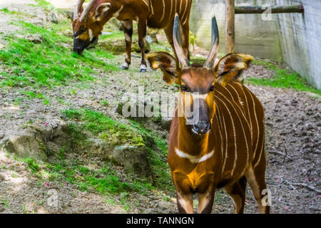 Eastern Mountain bongo con la sua faccia in primo piano, specie gravemente minacciate specie animale dal Kenya in Africa, spirale cornuto antelope Foto Stock