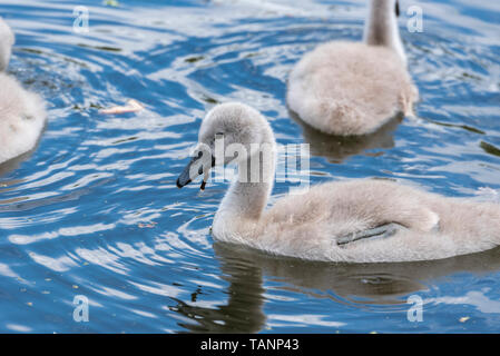 Cigni e goslings. Foto Stock