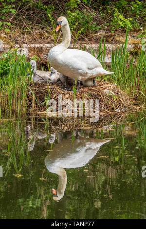 Cigni e goslings. Foto Stock