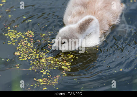 Cigni e goslings. Foto Stock