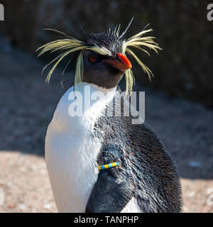 Northern o long crested pinguino saltaroccia (eudyptes moseleyi) nel contenitore dei pinguini presso lo Zoo di Edimburgo, Scozia, Regno Unito Foto Stock