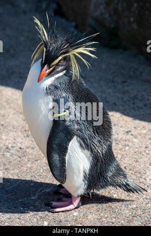 Northern o long crested pinguino saltaroccia (eudyptes moseleyi) nel contenitore dei pinguini presso lo Zoo di Edimburgo, Scozia, Regno Unito Foto Stock