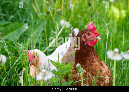 Due free range Marans ibrido galline di pollo nel prato Foto Stock