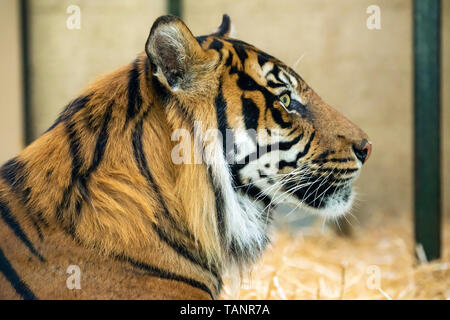 Colpo di Testa del maschio tigre di Sumatra (Panthera tigris sumatrae) presso lo Zoo di Edimburgo, Scozia, Regno Unito Foto Stock