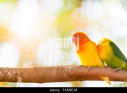 Lovebird pappagalli seduti insieme su un ramo di albero, animale domestico concept Foto Stock