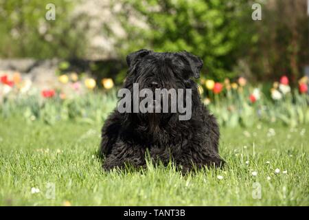 Giacente Bouvier des Flandres Foto Stock