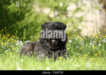 Giacente Bouvier des Flandres Foto Stock