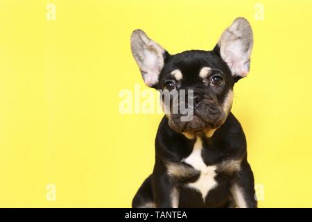 Bulldog francese cucciolo ritratto Foto Stock