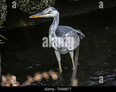 Un airone cenerino, Ardea cinerea jouyi, wades attraverso un fiume poco profondo a Yokohama, Giappone Foto Stock