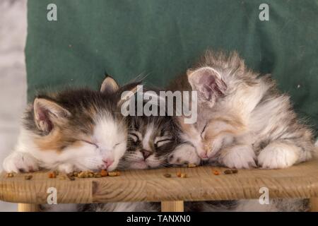 Norvegese delle Foreste gattino Foto Stock