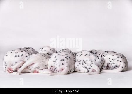 Cuccioli dalmata Foto Stock