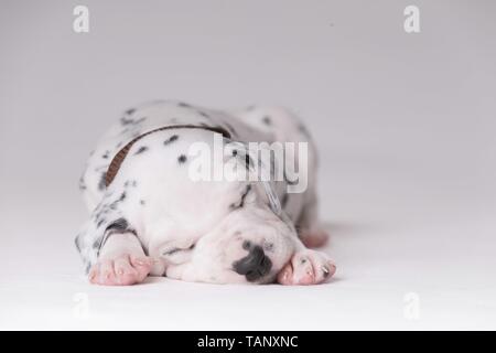 Cucciolo dalmata Foto Stock