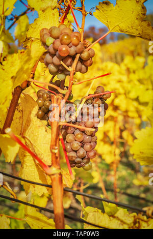 Uve succose su un vitigno in autunno. Le foglie di vite sono colorate in giallo, in Sassonia, Germania, Europa Foto Stock