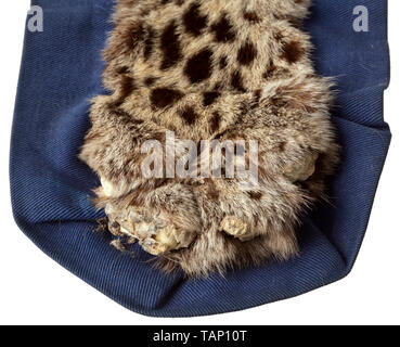 Una pelle di snow leopard (Uncia uncia o Panthera uncia), Asia Centrale, xx secolo splendidamente preparato la pelle di un snow leopard su un blu underlay tessili. Lievi tracce di età, alcune delle griffe sono mancanti. Lunghezza 185 cm (compresa la coda), larghezza 112 cm. Cita i certificati disponibili. La snow leopard o oncia utilizzata per essere trovato in tutte le regioni d'alta montagna di Asia, dall'Hindu Kush all'Himalaya, ad altitudini fino a 6.000 m. Oggi la popolazione è minacciata ovunque e lo snow leopard è uno del mondo più scarsa grande gatti. In tal modo tr, Additional-Rights-Clearance-Info-Not-Available Foto Stock