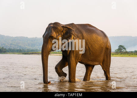 Elephant passeggiate fuori del fiume Gandak dopo il suo bagno, in Chitwan il parco nazionale, il Nepal Foto Stock