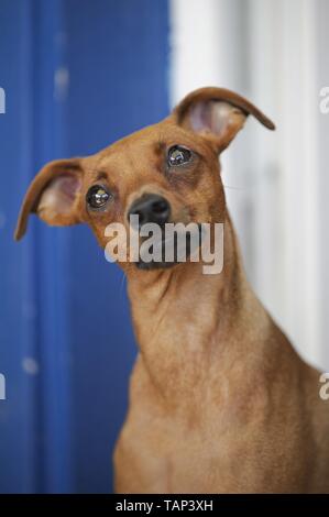 Miniature pinscher ritratto Foto Stock