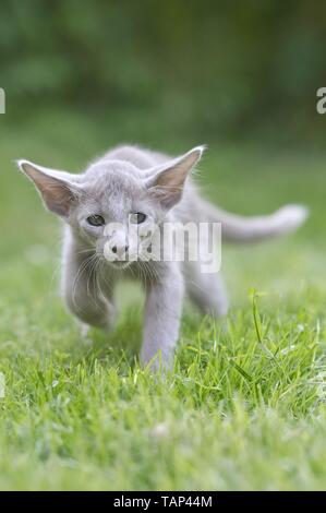 Oriental Longhair Foto Stock