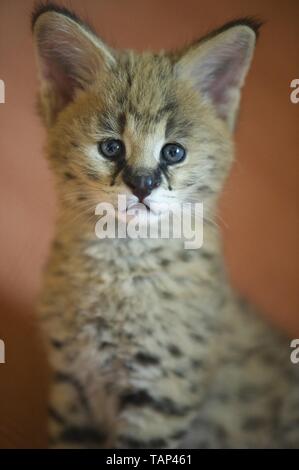 Serval Baby Foto Stock