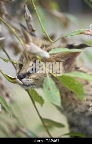 Serval Baby Foto Stock