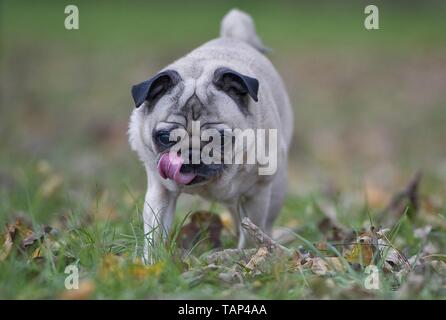 Pug Foto Stock