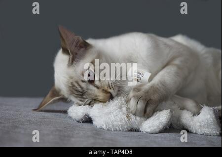 Giacente Balinese gatto Foto Stock