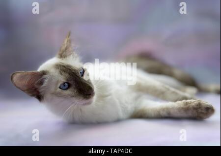 Giacente Balinese gatto Foto Stock