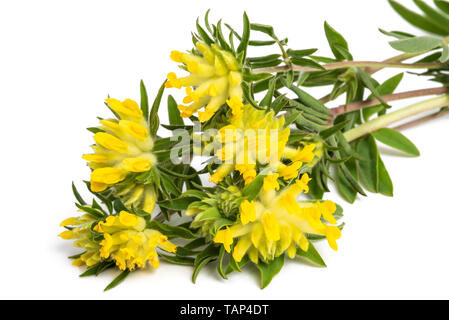 Anthyllis vulneraria fiori isolati su sfondo bianco Foto Stock