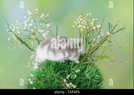 Dzhungarian criceto nano Foto Stock