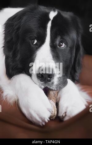 Landseer bugiardo Foto Stock