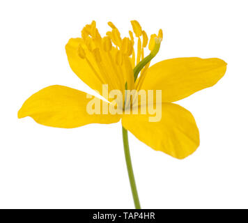 Celandine fiore isolato su sfondo bianco Foto Stock