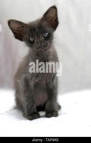 Oriental Longhair gattino Foto Stock