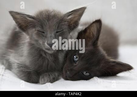 Oriental Longhair gattino Foto Stock