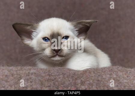 Gattino siamese Foto Stock