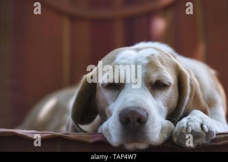 cane da lepre di sonno Foto Stock