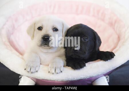Il Labrador Retriever cuccioli Foto Stock