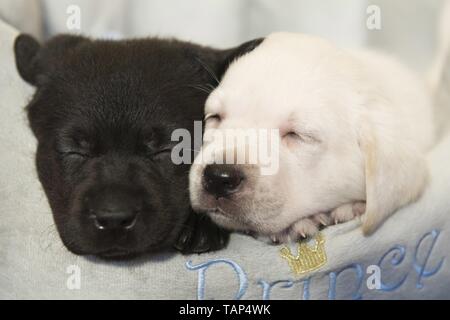 Il Labrador Retriever cuccioli Foto Stock