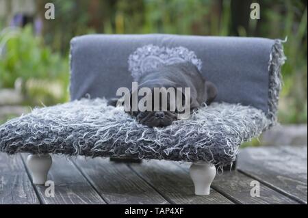 Sleeping pug Foto Stock
